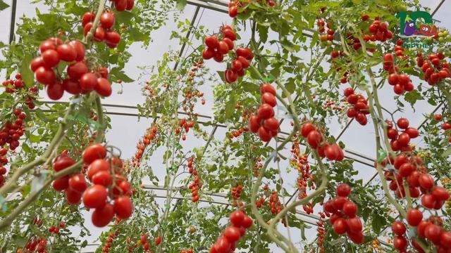 ЭТИ ТОМАТЫ ДОЛЖНЫ БЫТЬ В КАЖДОЙ ТЕПЛИЦЕ | ТОП черри и б? смотреть онлайн