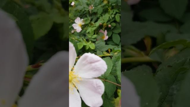 Розы | Rosen #розы #rosen #растения #pflanzen #rose #garden #цветы #plants #с смотреть онлайн