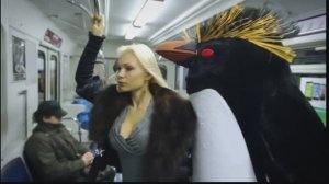 Пингвины