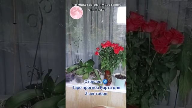 Стрелец ♐ Таро прогноз Карта дня 3 сентября смотреть онлайн