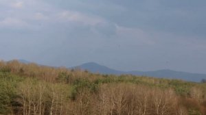 ёлки палки лес густой