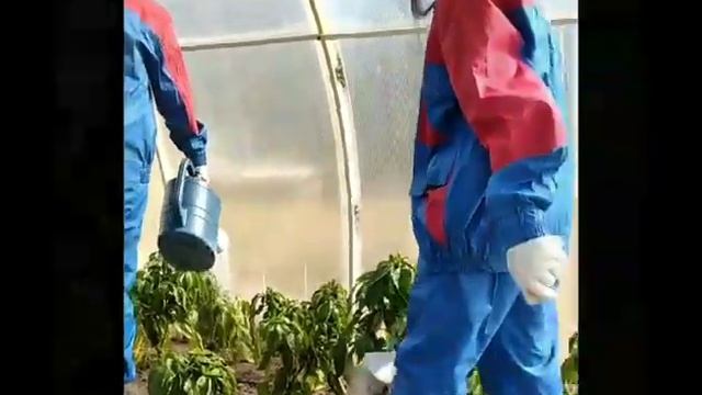 Профессия овощевод которую можно получить в Дрогичин? смотреть онлайн