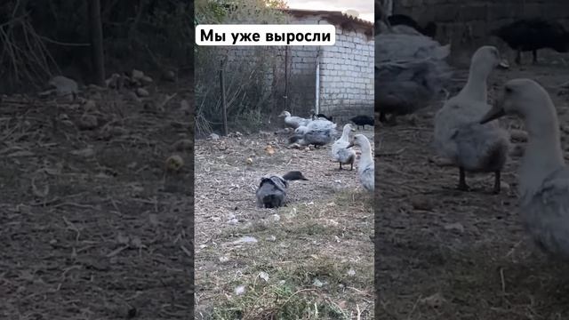 Мы уже выросли , борец #2023 #реки #топ смотреть онлайн