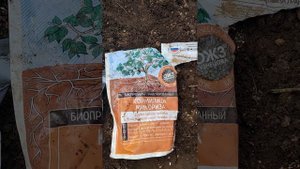 Посев лука-батуна в августе.Подготовка почвы с биопре?