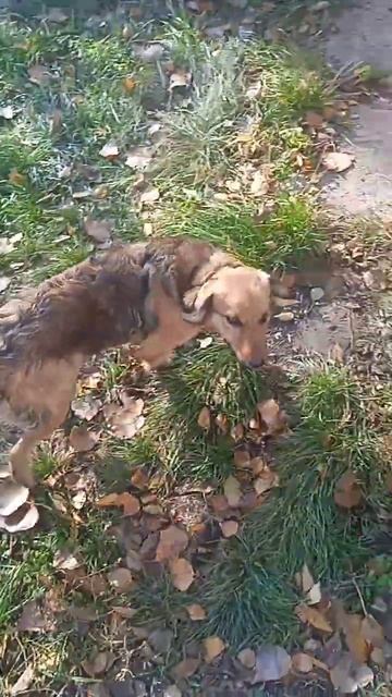 Новая собака Марин смотреть онлайн