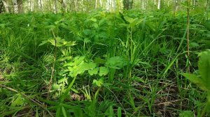 Релакс | Голоса птиц в лесу