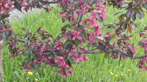 RED PINK ROSE flowers of the Apple's trees 🌺🌺🌺 КРАСНЫЕ  РОЗОВЫЕ ЦВЕТЫ яблони,цветы,весна
