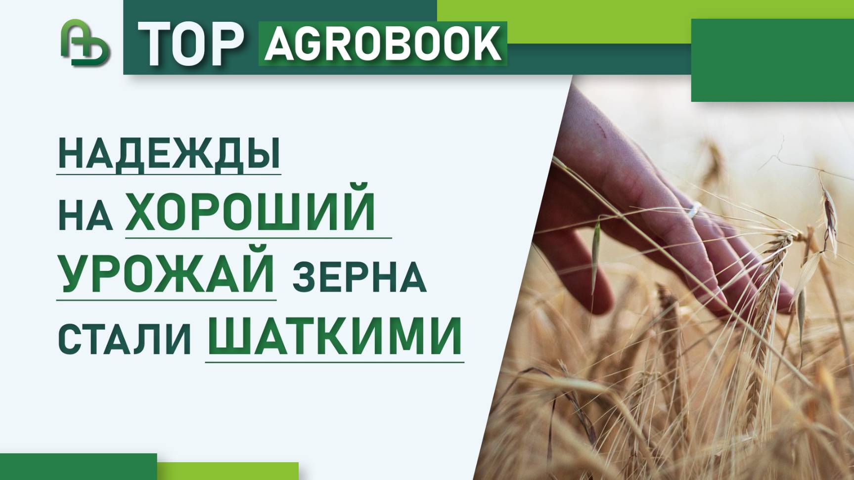 Надежды на хороший урожай зерна стали шаткими | TOP Agrobook: обзор аграрных новостей