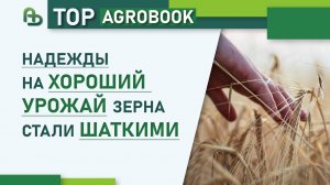 Надежды на хороший урожай зерна стали шаткими | TOP Agrobook: обзор аграрных новостей