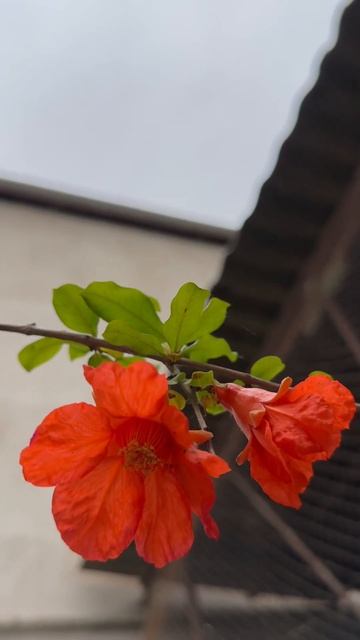 Плоды граната #гранат#цветы#природа#uzbekistan#nature#путешес? смотреть онлайн