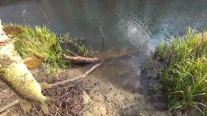 Ловля Щуки На Красивой Осенней Реке. Рыбалка на спиннинг.