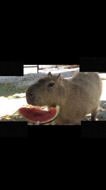 капибара ест арбуз 🍉 #shorts #capibara #рекомендации #капибар смотреть онлайн