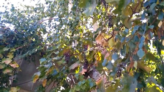 Растут в Сииферополе прикапатская берёза и закарпат? смотреть онлайн