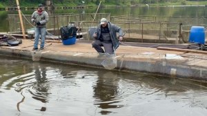 Поимки спорт зона