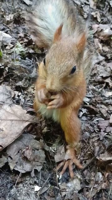 Белка семечки грызёт смотреть онлайн