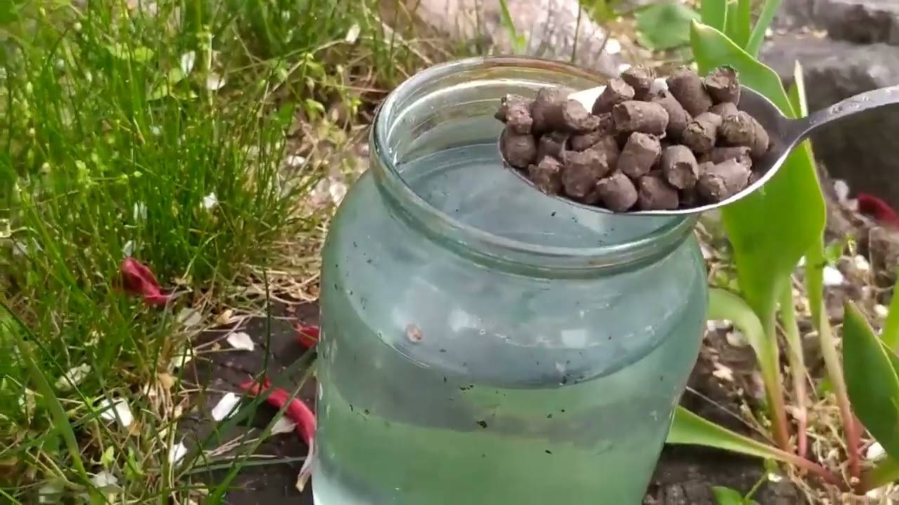 🔥 1 ЛОЖКУ НА ВЕДРО ВОДЫ – И ЗЕМЛЯ СТАНОВИТСЯ СУПЕР ПЛОДОРОДНОЙ! Лучше навоза в 100 раз! 🌱