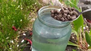 🔥 1 ЛОЖКУ НА ВЕДРО ВОДЫ – И ЗЕМЛЯ СТАНОВИТСЯ СУПЕР ПЛОДОРОДНОЙ! Лучше навоза в 100 раз! 🌱