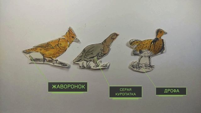 СТЕПЬ