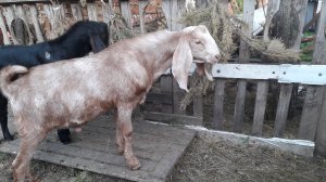 ПРОДАЮТСЯ подрощенные КОЗЛИКИ 4 и 5 месяцев. Козлики камори нубийские.