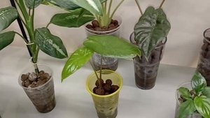 Керамзит для комнатных растений: строительный или спе