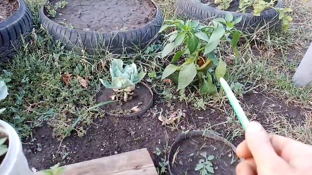 Важно безопасное удобрение биогумус для тепличных хо?