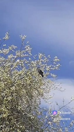 Весна @Лада Дэнс Один лишь раз