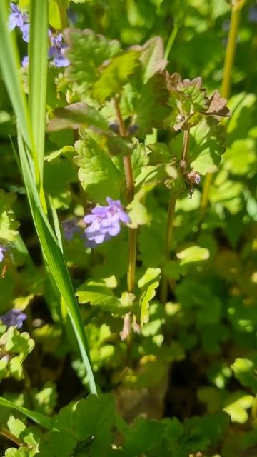 Будра плющевидная! смотреть онлайн