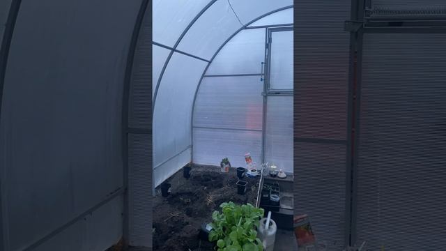 Вот и майские высадка томатов которые съели коты,зацвела черемуха #весна25  #огород #теплица