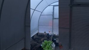 Вот и майские высадка томатов которые съели коты,зацвела черемуха #весна25 #огород #теплица