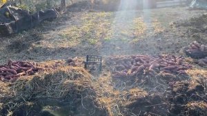 Уборка Гиганский урожай Батат 🍠 //Купить БИОПРОДУКТЫ-
