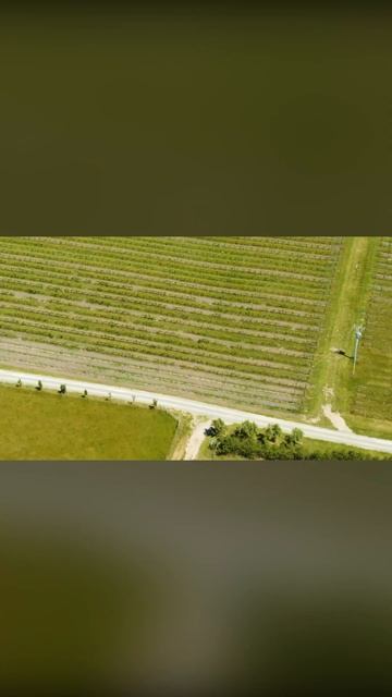 Гидропосев Газона shorts