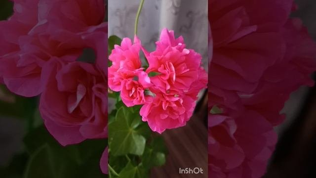 Обзор комнатных растений из моей домашней коллекции.Пеларгония плющелистная Pink Chart.