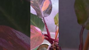 Радует Филодендрон Оранжевая принцесса Красивые комн