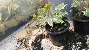 #пересадка черенков плющей 15.11.24/под музыку