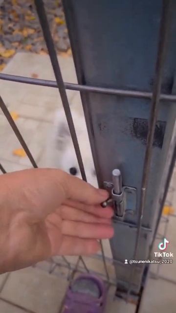 японский шпиц белаясобака  питомник Цунени Катцу