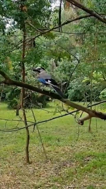 Южные культуры на берегу Чёрного моря смотреть онлайн