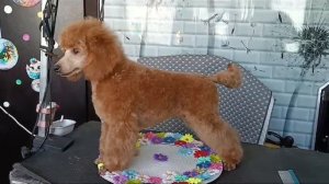 #poodle #щенокврадость #пудели