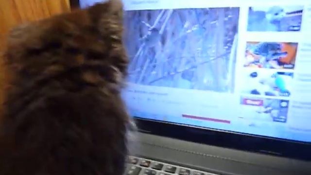 Берлиоз котенок Снежки смотрит фильм для кошек