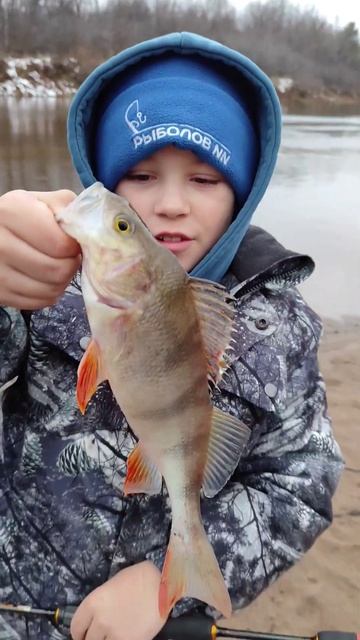 Окунь на спиннинг 🎣в ноябре !!! #shorts#ветлужскийтаëжник смотреть онлайн