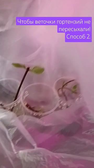 Чтобы ветки и зелёные побежки не высохли. Делаем так. Е смотреть онлайн