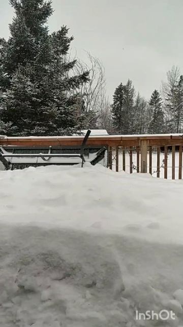 #canada Весь день сипле #shortsvideo смотреть онлайн