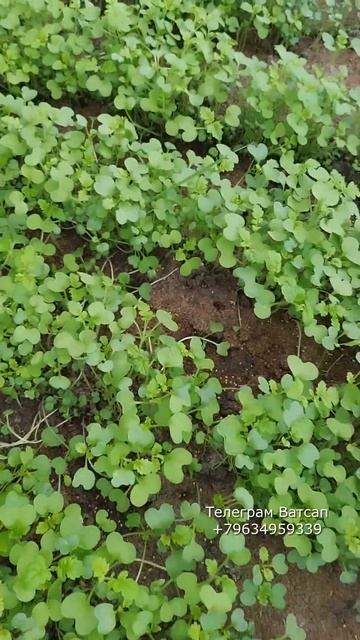 АВ65 микрозелень горчицы это просто вермикомпост биог? смотреть онлайн