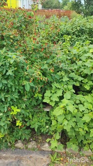 Ландыш Жимолостный, Заборо-Заградительная, Грунто-Укр смотреть онлайн