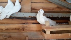 Ижевские голуби