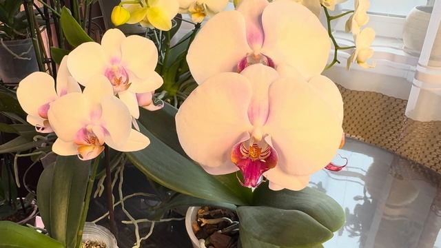 Белые Орхидеи, простота или красота ? смотреть онлайн