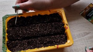 Как сажать колеус. Как сажать семена колеуса