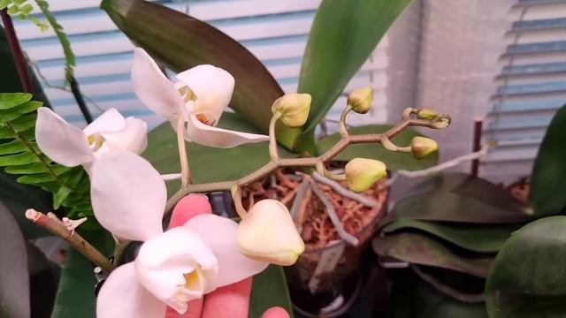 Влог. Полив орхидей. Болталка☺️ смотреть онлайн