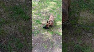 кормлю голубей