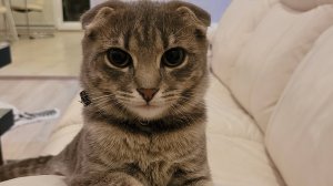 Мини фильм об Истории кошек