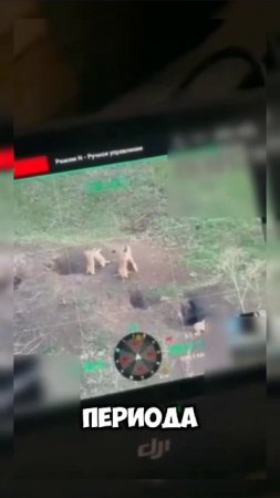 Неожиданный бой #животные #юмор #мем #россия #украина #сво #война #shortvideo #shorts #бой
